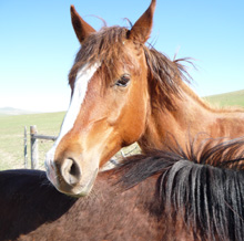Hancock gelding